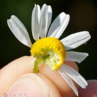 Scented Mayweed